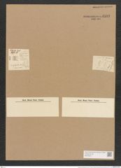 Denticula crassula Naeg. (de-Toni-Nr.: Genus 49, Species 2196) Zeichnungen Sammlung Grunow Nr. 4593 (NHMW-BOT-W0372611)